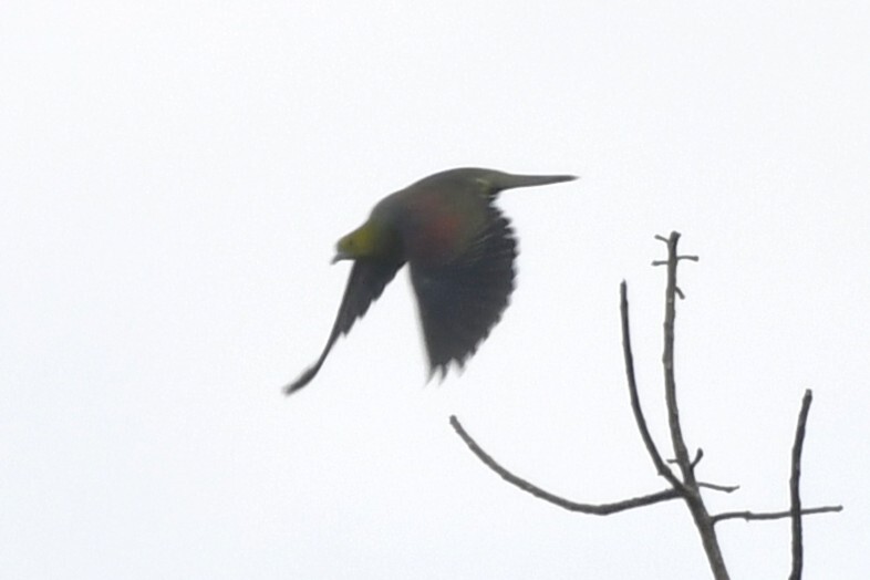 Wedge-tailed Green Pigeon (Treron sphenurus), photo 3