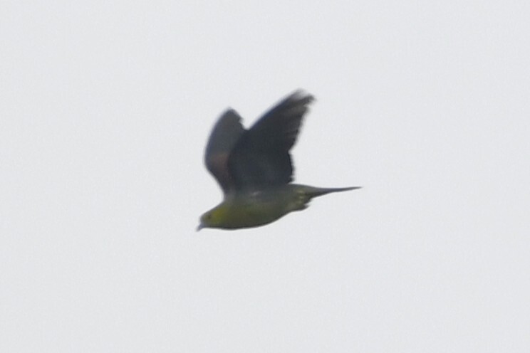 Wedge-tailed Green Pigeon (Treron sphenurus), photo 4