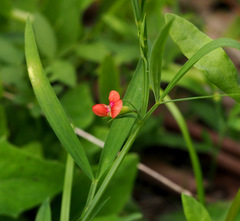 Lathyrus sphaericus