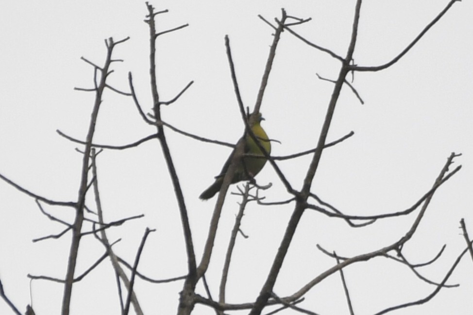 Wedge-tailed Green Pigeon (Treron sphenurus), photo 7
