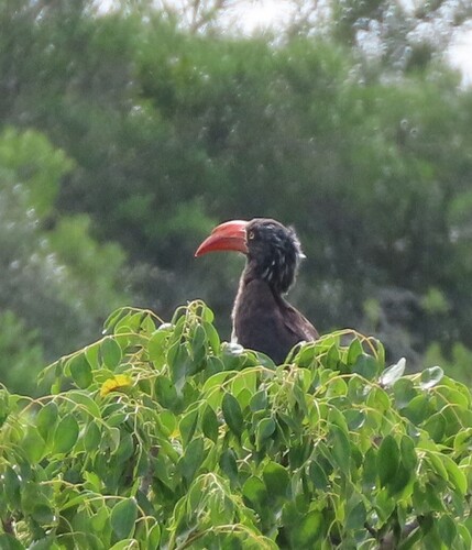 Crowned Hornbill (Lophoceros alboterminatus), photo 8