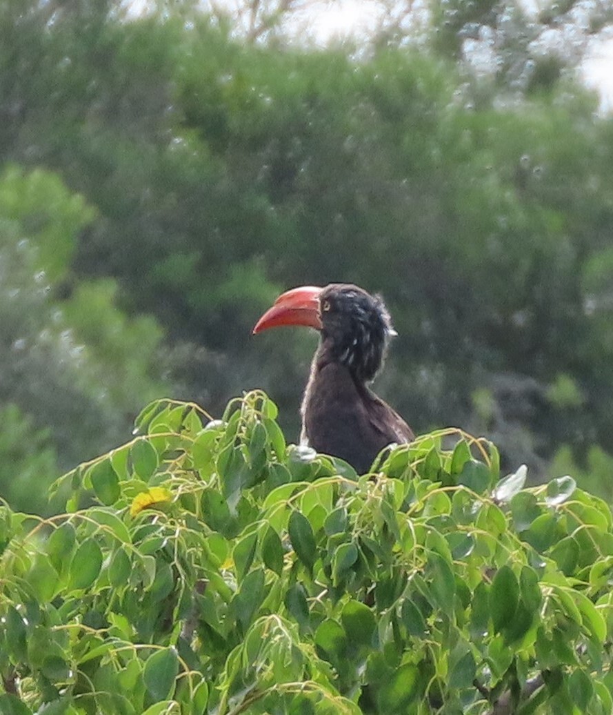 Crowned Hornbill (Lophoceros alboterminatus), photo 8
