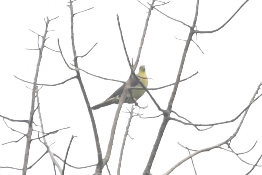 Wedge-tailed Green Pigeon (Treron sphenurus), photo 5