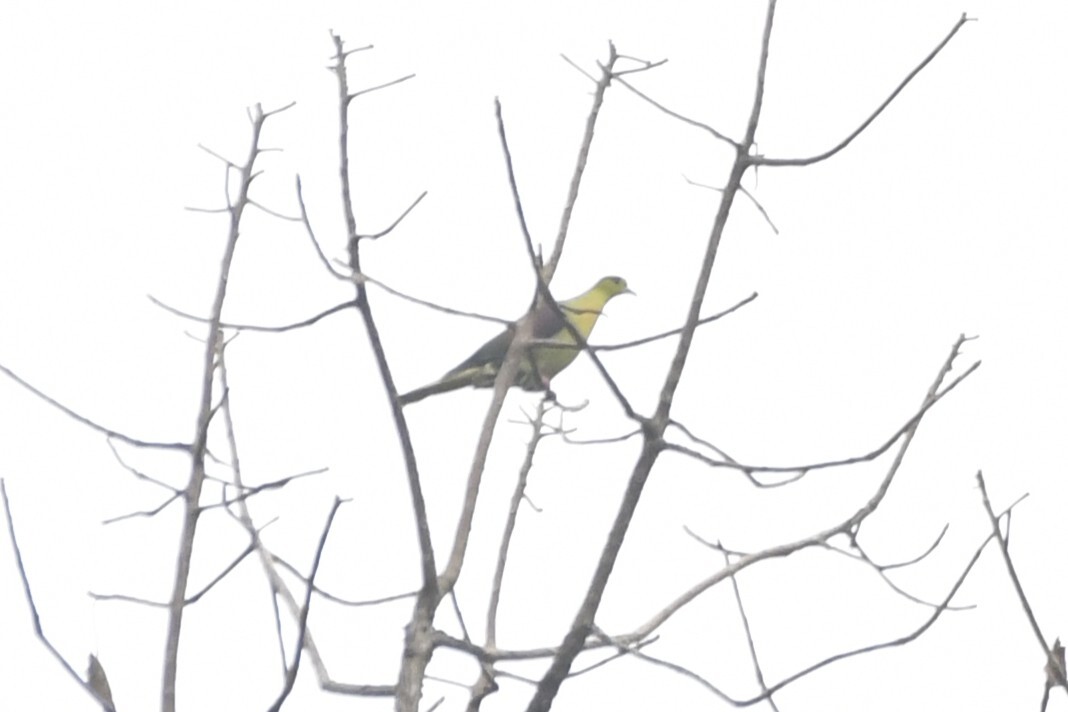 Wedge-tailed Green Pigeon (Treron sphenurus), photo 6