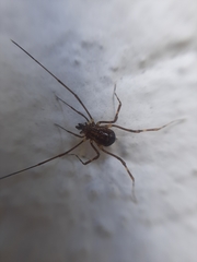 Opiliones