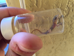 Hemidactylus frenatus