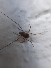 Opiliones