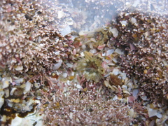 Anthopleura minima