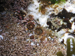 Anthopleura minima