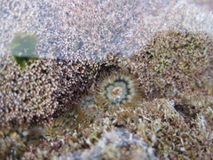 Anthopleura minima