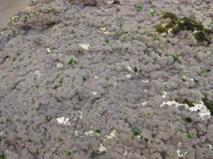 Anthopleura minima