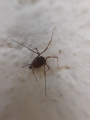 Opiliones