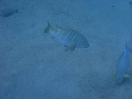 Barred pargo (Hoplopagrus guentherii) — Lutjanidae — 4