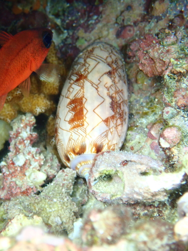 Oliva porphyria, 2026-01-20