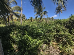 Coontie (Zamia pumila)