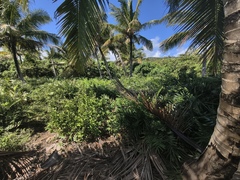 Zamia pumila, photograph (c) fmunoz, some rights reserved (CC BY)