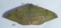 Hypochrosis hyadaria
