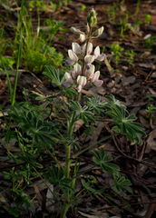 Lupinus palaestinus