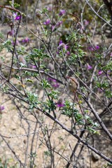 Dalea pulchra