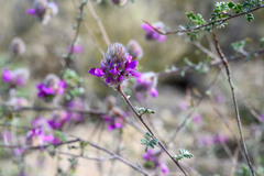Dalea pulchra