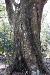 Quercus acuta