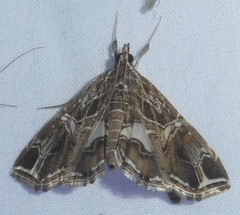 Paracymoriza vagalis