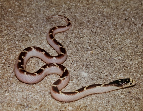 California King Snake