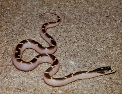 California Kingsnake photo 5