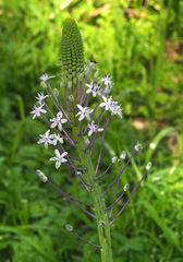 Scilla hyacinthoides