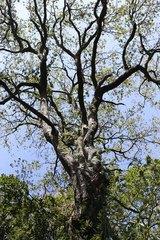 Quercus phillyreoides