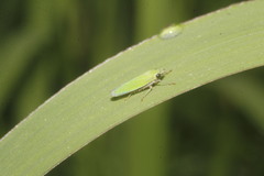 Draeculacephala clypeata