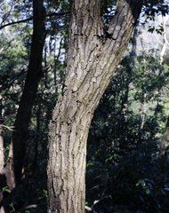 Quercus phillyreoides