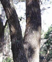 Quercus phillyreoides
