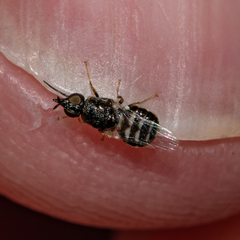 Nemotelus