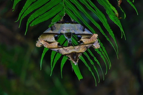 mango hawkmoth