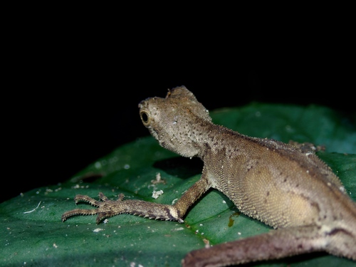 Dusky Earless Agama