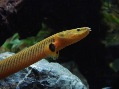 Reed (Erpetoichthys calabaricus) — Polypteridae — 3