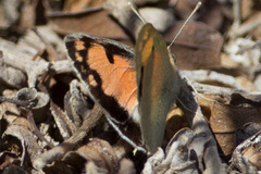 Colotis phisadia