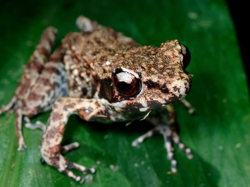 Lesser Rough-sided Frog, Hylarana laterimaculata