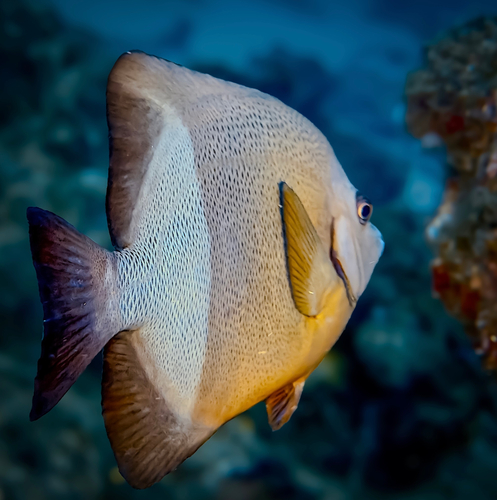 Pomacanthus rhomboides observed 2026-03-21