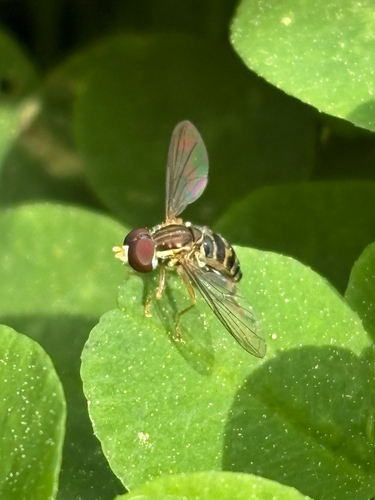 Unknown species found near Raleigh St, Chapel Hill, NC, US