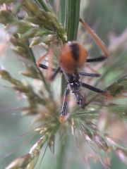 Harpactorini
