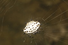 Gasteracantha cancriformis