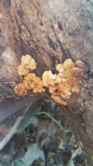 Trichoderma sulphureum