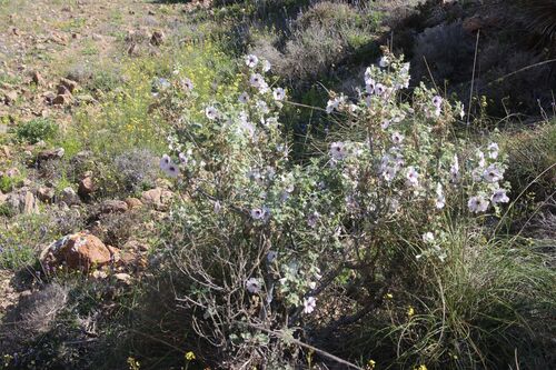 Sea Mallow (Malva subovata)