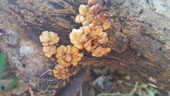 Trichoderma sulphureum