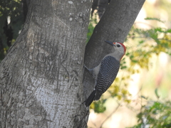 Melanerpes aurifrons