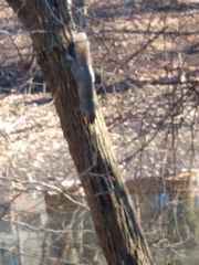 Sciurus carolinensis