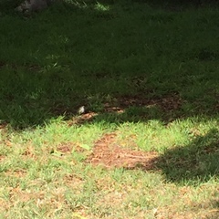 Zonotrichia leucophrys