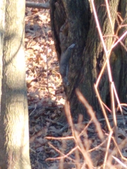 Sciurus carolinensis